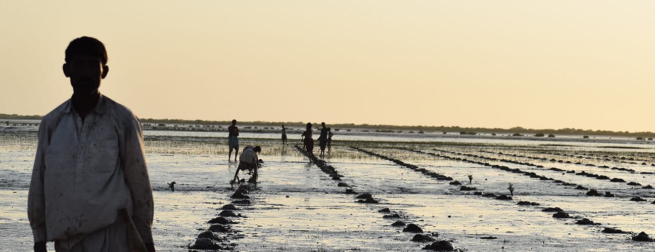 Planting mangroves in the Indus Delta, Pakistan, to capture carbon, adapt to climate change impacts, restore habitats for wildlife and provide livelihood options for local communities.