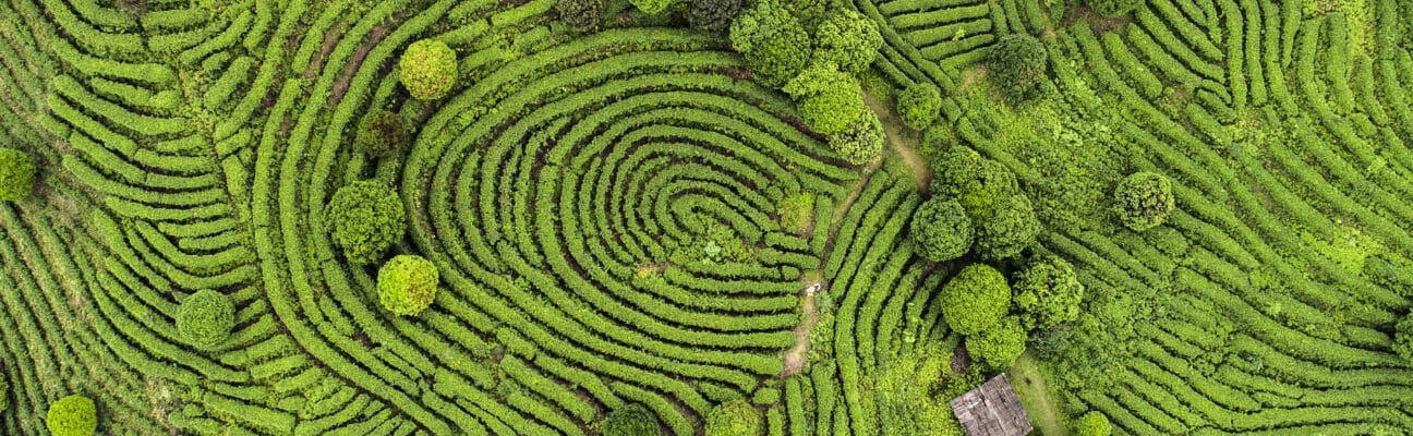 Tea fields