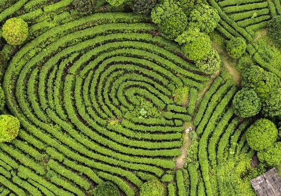 Tea fields