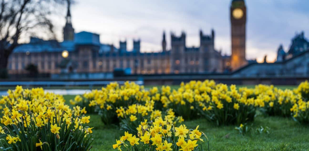 Big Ben with daffodils- London