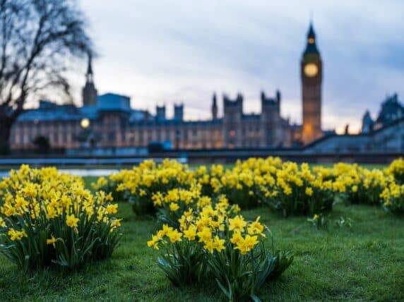 Big Ben with daffodils- London
