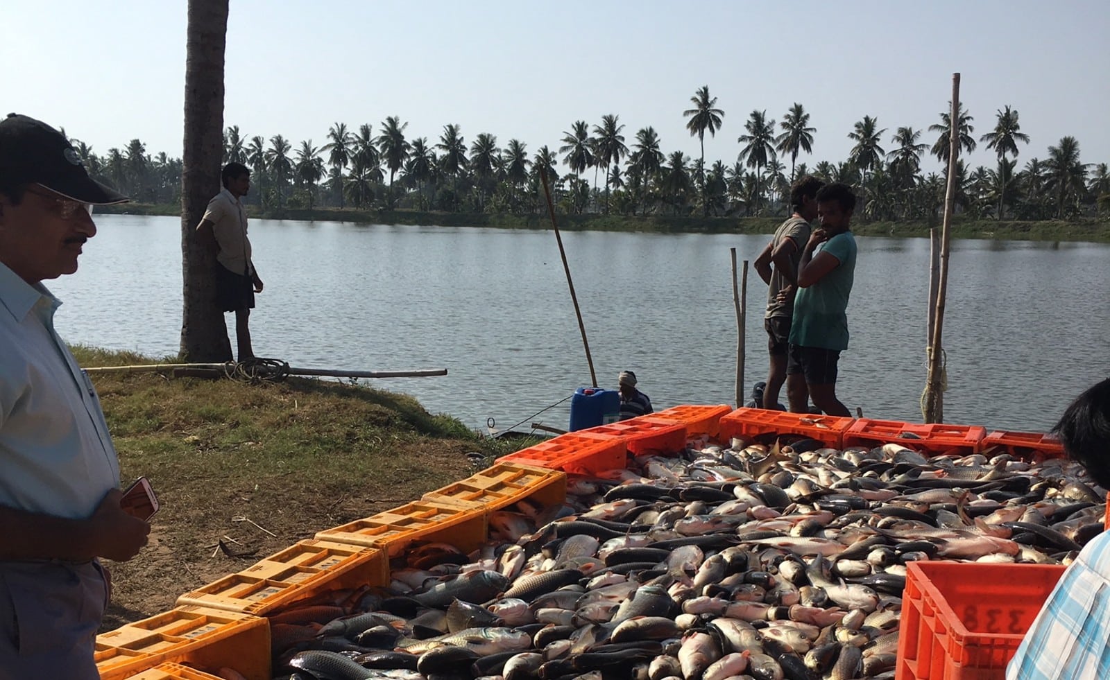 Fish farm in action