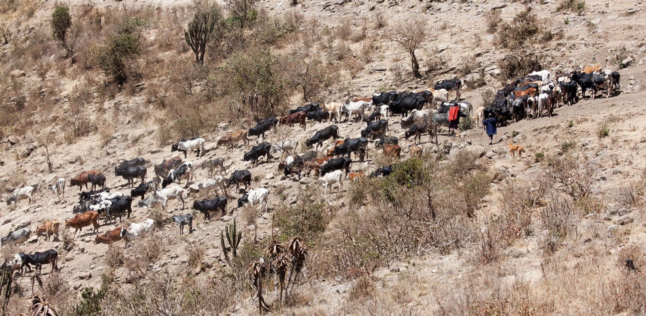 Cattle being driven to water by people