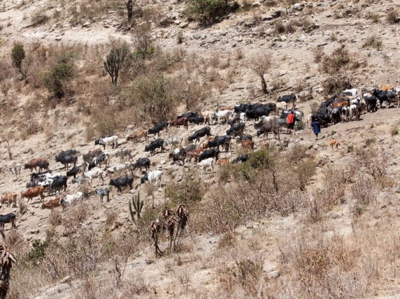 Cattle being driven to water by people