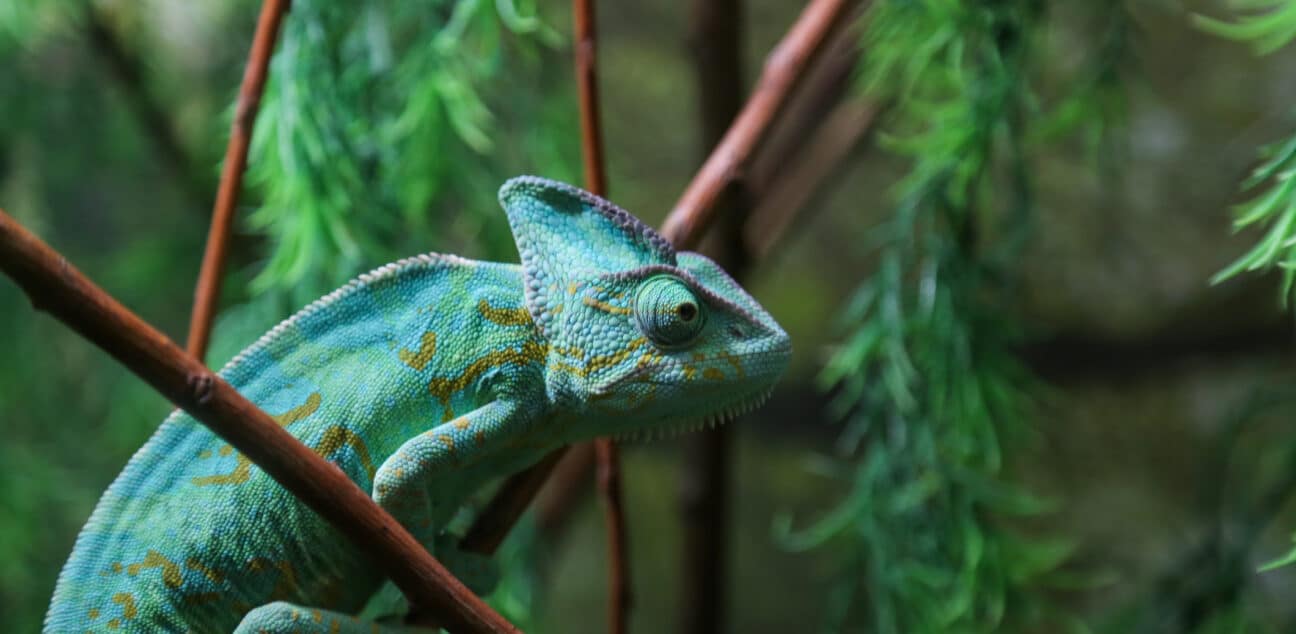 Chameleon in a tree