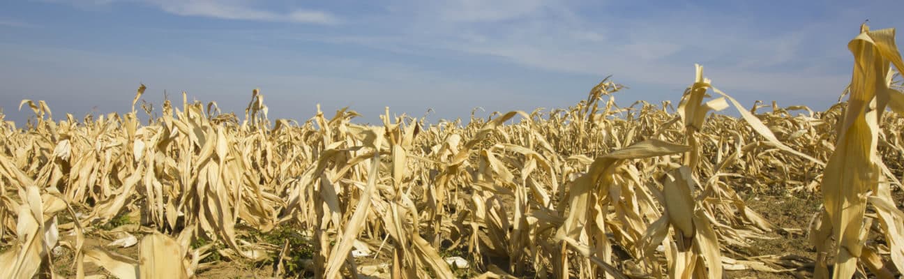 Dried out field of corn