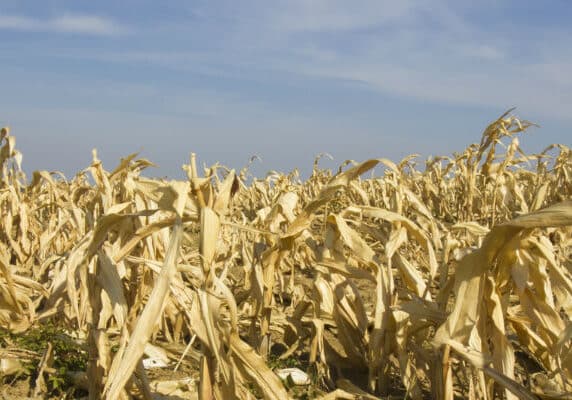 Dried out field of corn