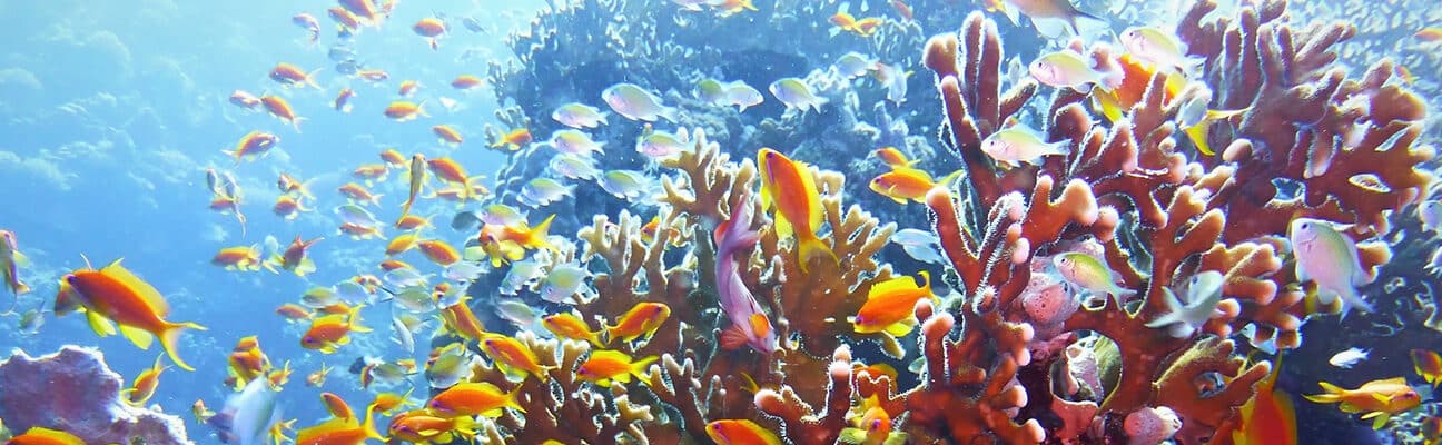 The Great Barrier Reef, which is under threat from climate change effecting sea temperatures and water acidity.