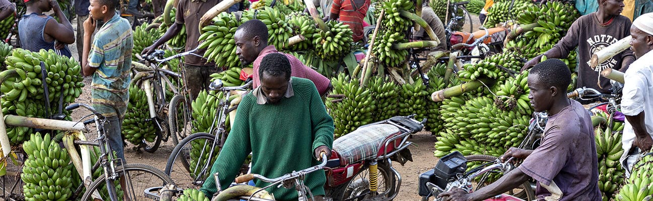 A banana market in Kitwa, Uganda