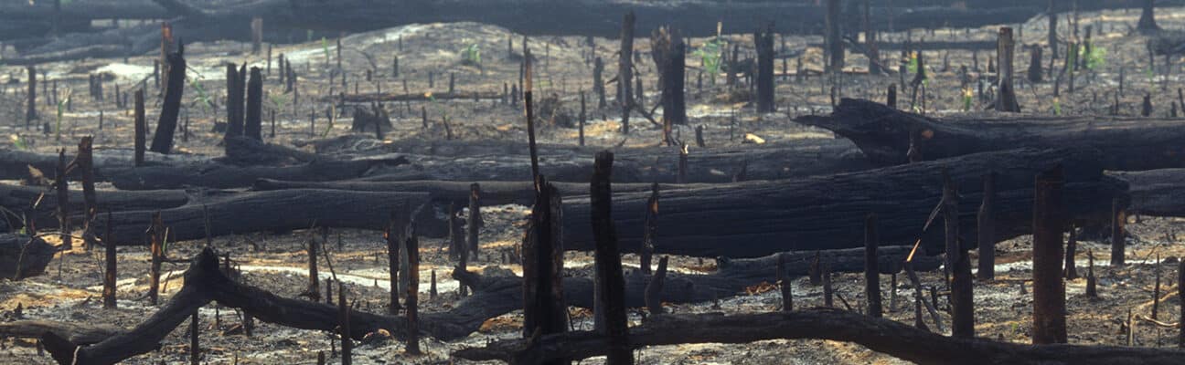 Forest fires in the Amazon