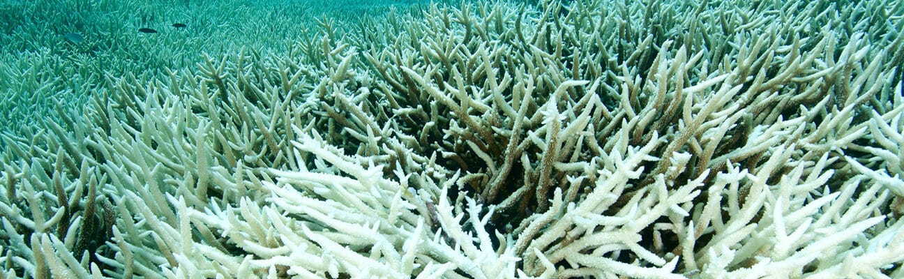 Devastating coral bleaching due to global warming