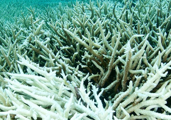 Devastating coral bleaching due to global warming