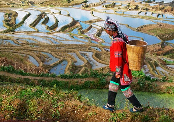 Terraced rice fields in Yuanyang county, Yunnan, China