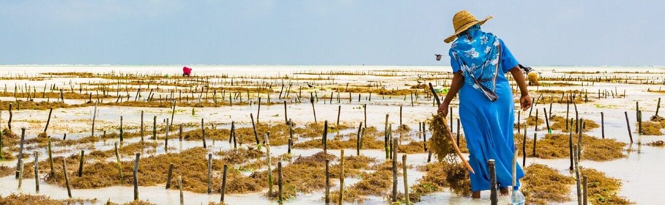 Woman harvesting sea weed on a sea plantation in Tanzania.