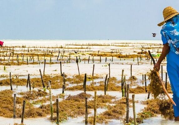 Woman harvesting sea weed on a sea plantation in Tanzania.