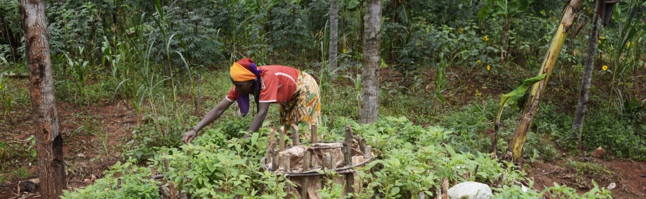 Person tends to their kitchen garden