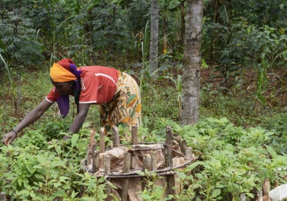 Person tends to their kitchen garden