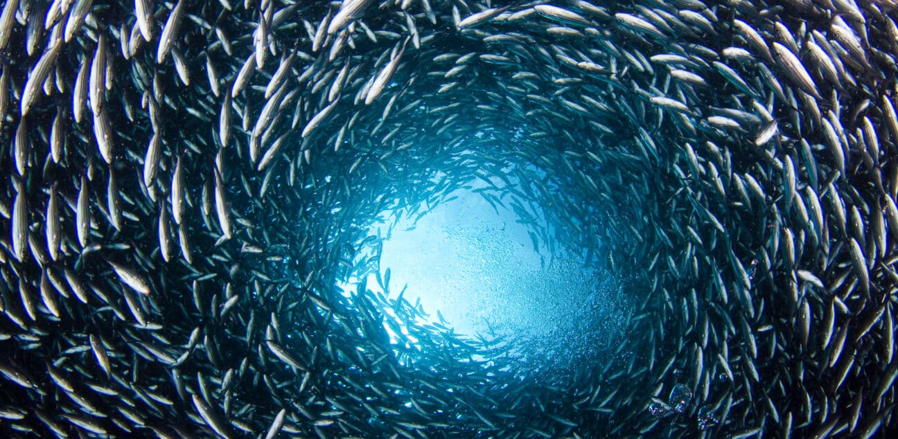 School of Fish