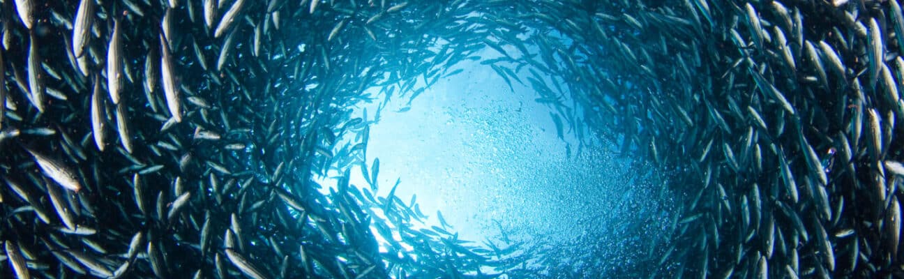 School of fish