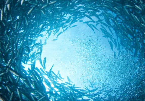 School of fish