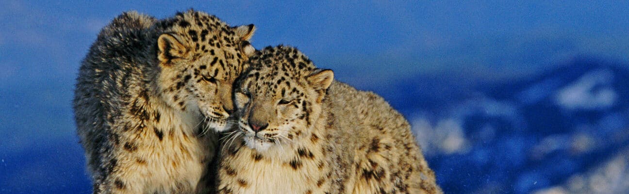 Snow leopards in the wild