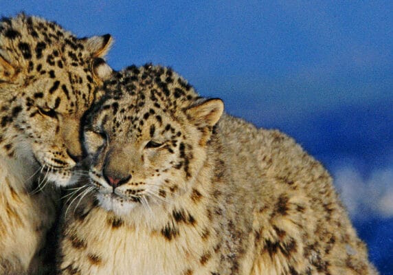 Snow leopards in the wild