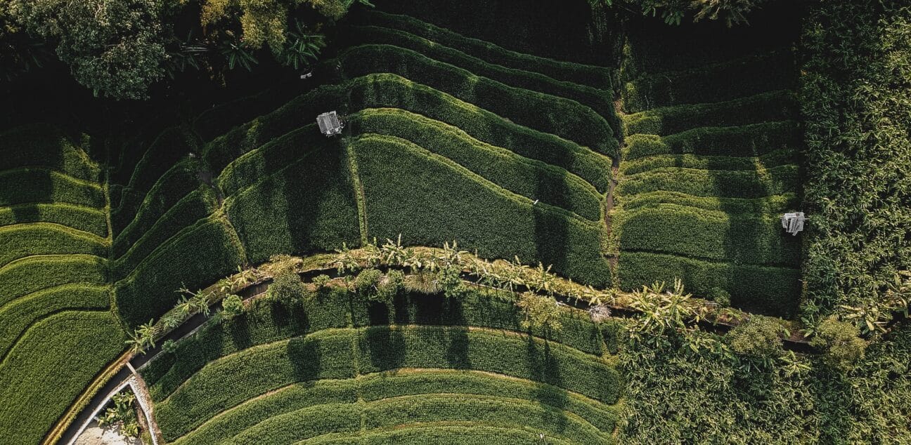 Rice terrace