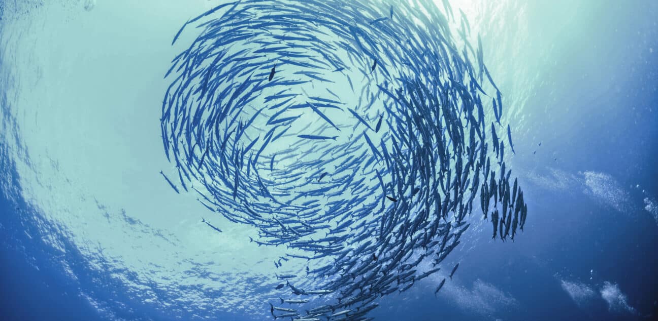 School of fish