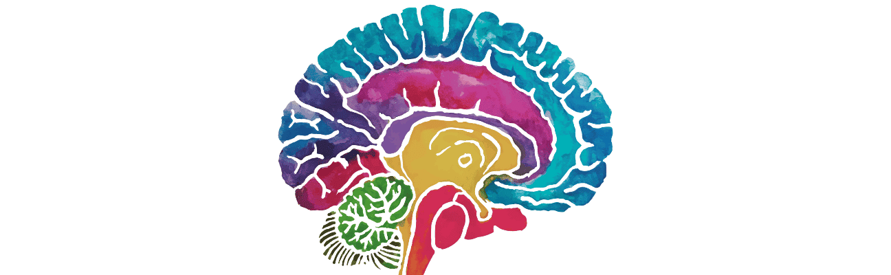 Brain Cross Section Water Color