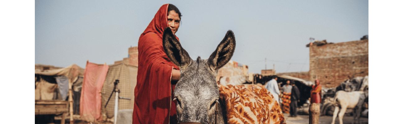 Woman and a working donkey