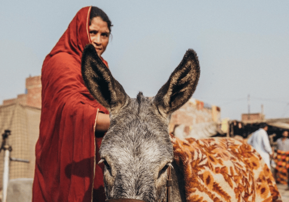 Woman and a working donkey