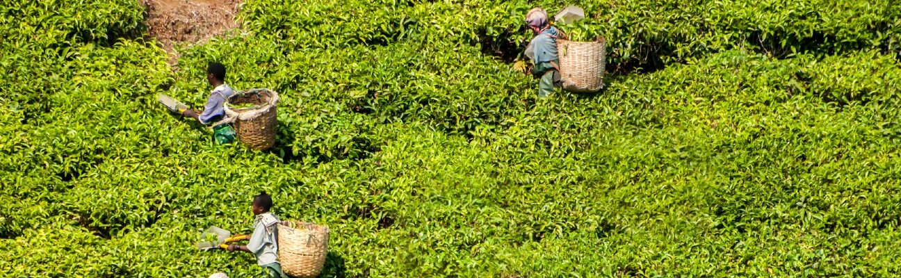 The tea harvest