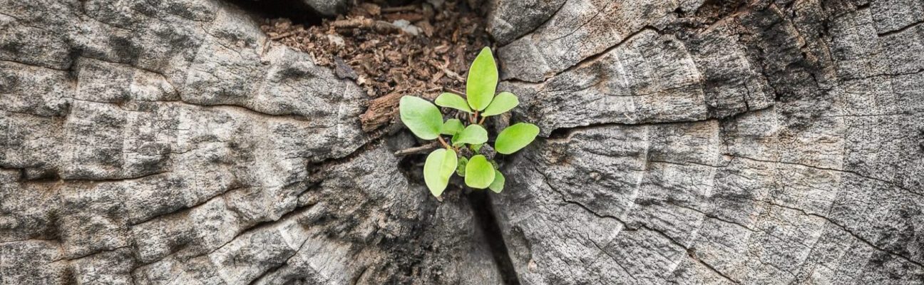 Close focus on small green tree grow from cracking area of dying wood in dark tone color