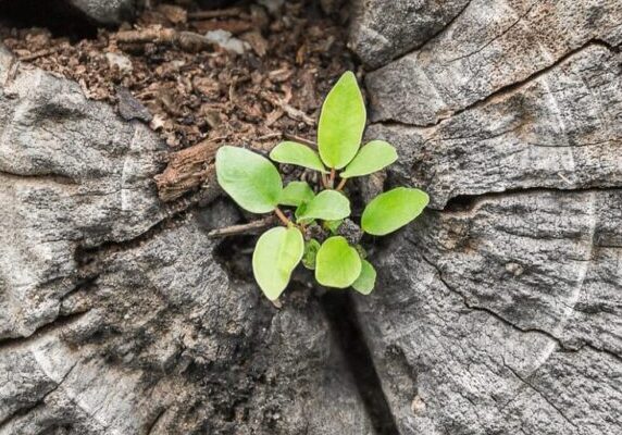 Close focus on small green tree grow from cracking area of dying wood in dark tone color