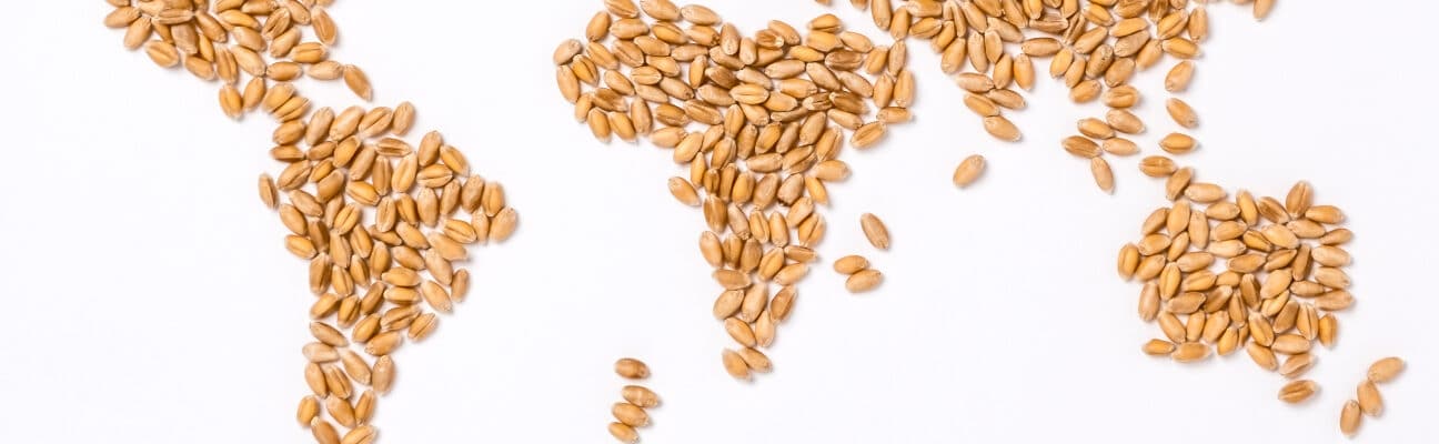 World map made of wheat grains.