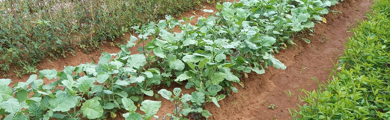 Growing vegetables on the Kimayeti Farmer Field School