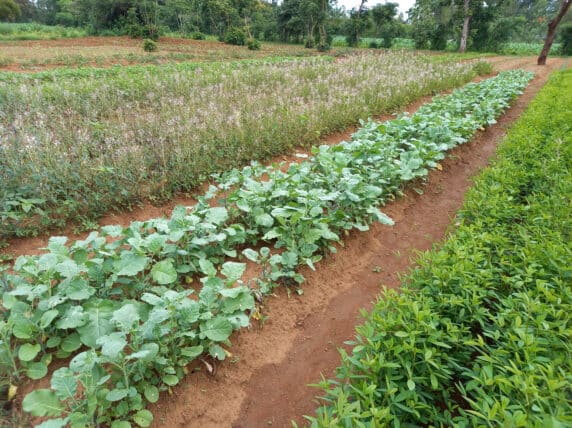 Growing vegetables on the Kimayeti Farmer Field School.