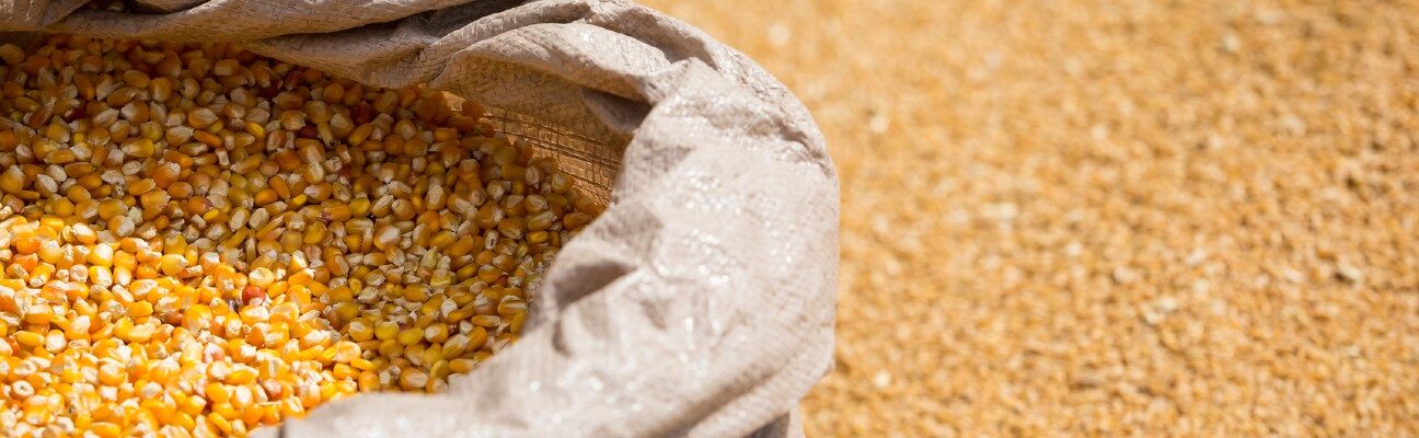 Seeds