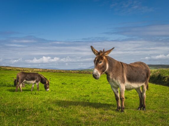 Image of a donkey on a hill