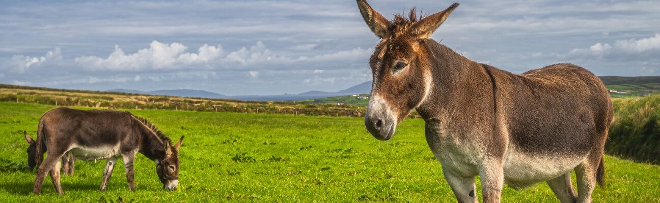 Image of a donkey on a hill