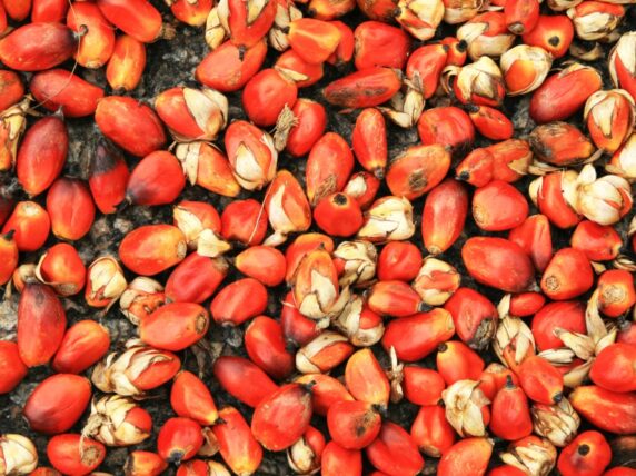 Palm oil seeds