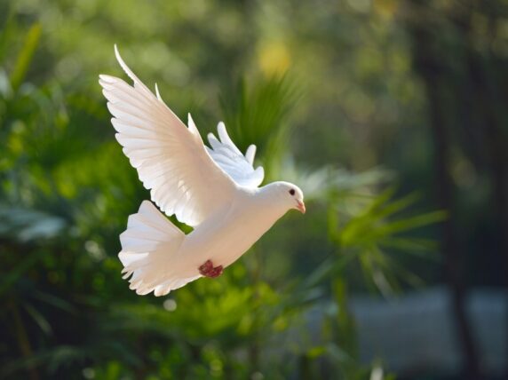 Flying dove
