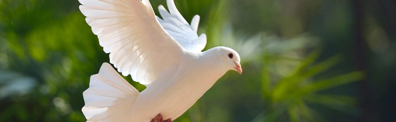 Flying dove