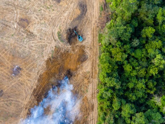 Deforestation