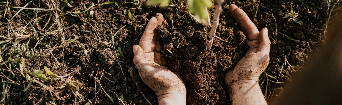 Planting a new tree.