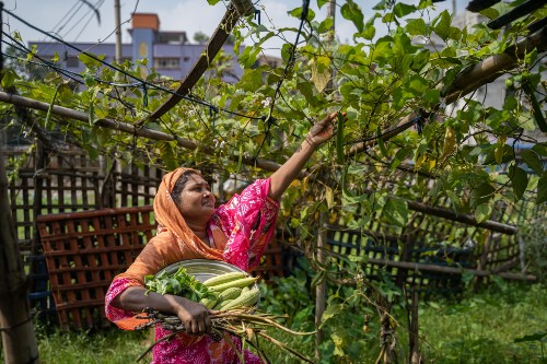 Shima (38) harvesting in her vegetable garden in Mirpur, Bangladesh. She has enough for her family’s lunch and plans to sell the surplus locally. Photo: Mumit M/Concern Worldwide