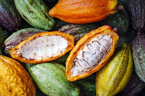 Half sliced cacao pod with white cocoa seeds. Credit: Narong KHUEANKAEW
